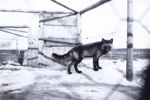 A fox in its pen, Lac La Biche
