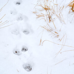 animal tracks in fresh snow
