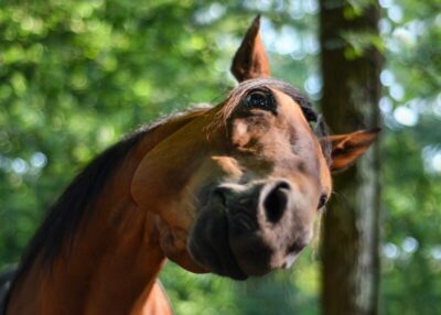 Horse with head tilted