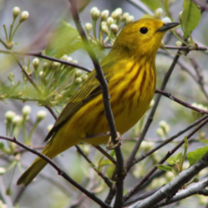 Songbirds-by-Lac-La-Biche-Museum-on-Prezi-Next